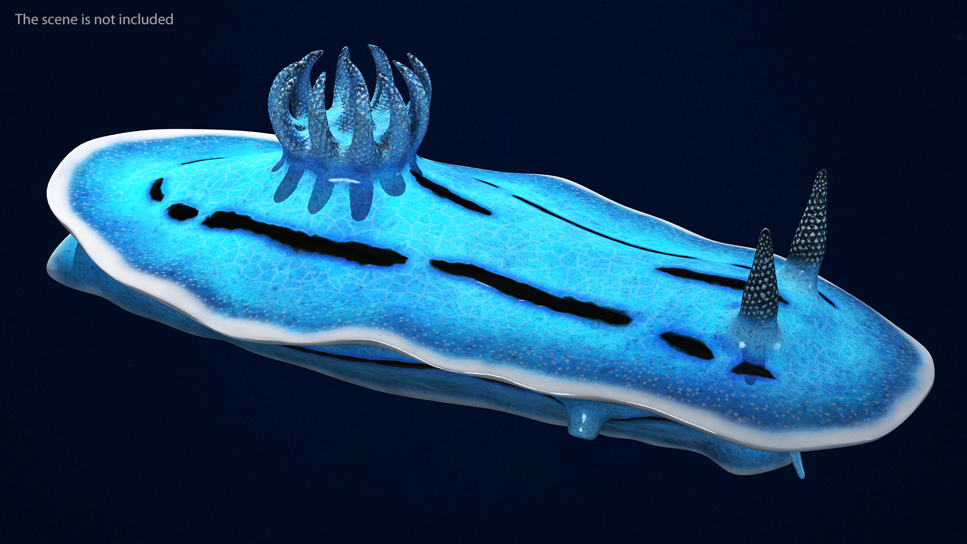 Nudibranchia Blue 3D