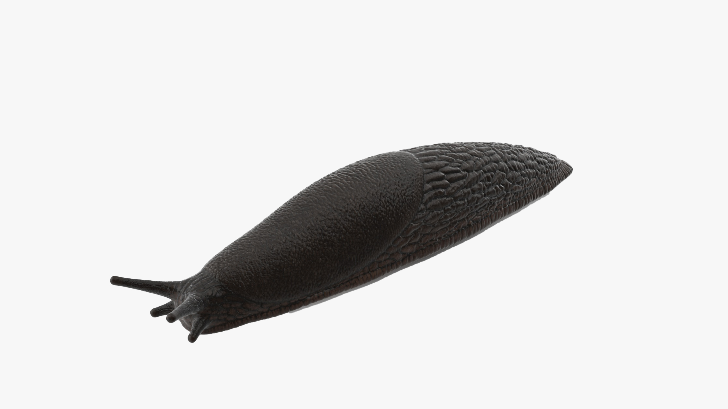 Garden Slug Rigged for Modo 3D