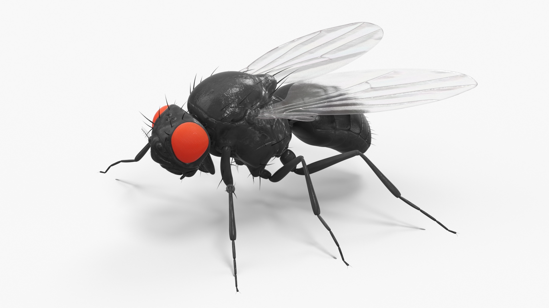 3D model Drosophila Fly Black