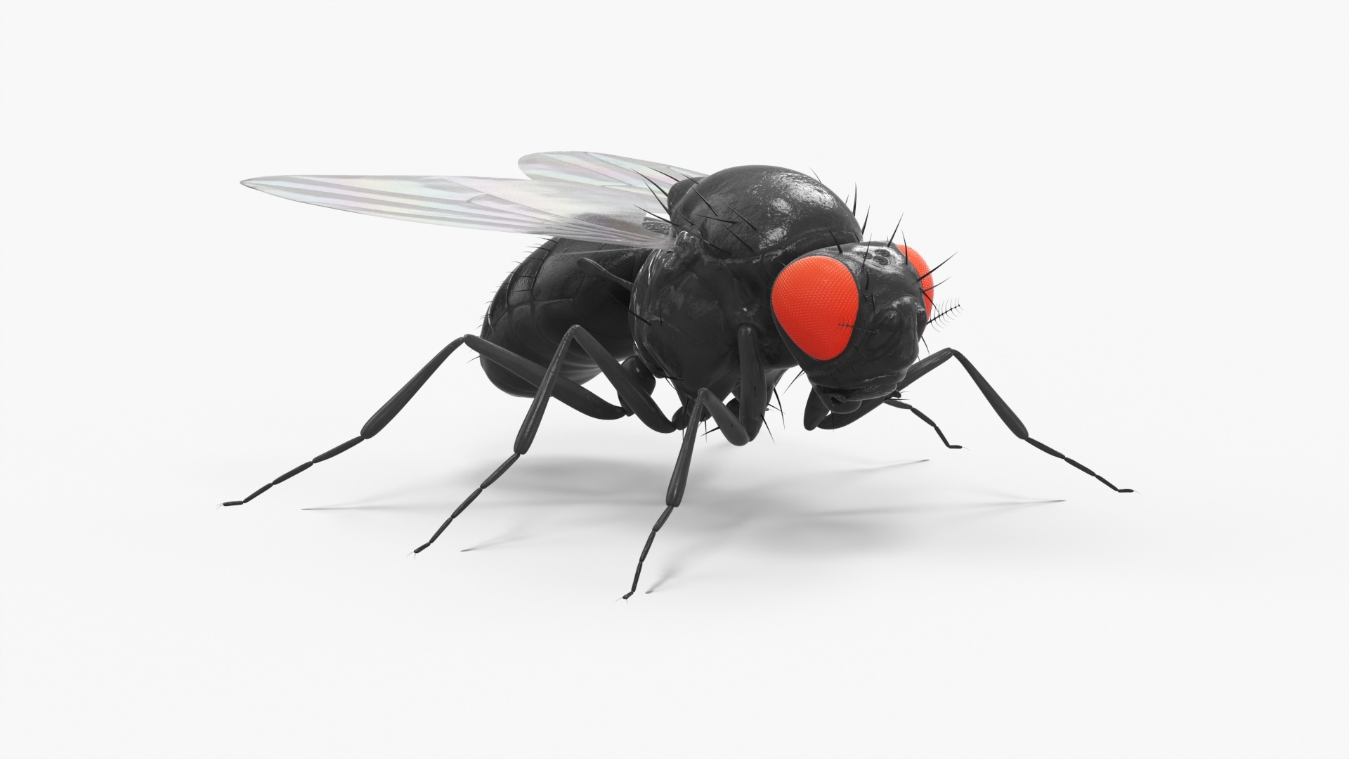 3D model Drosophila Fly Black