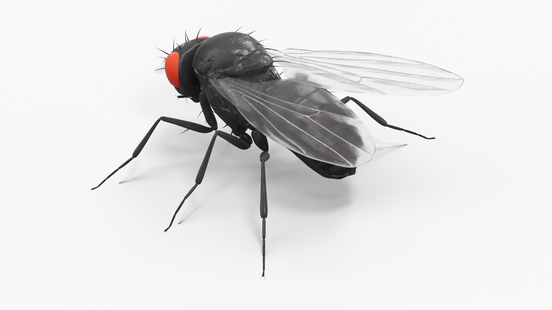 3D model Drosophila Fly Black