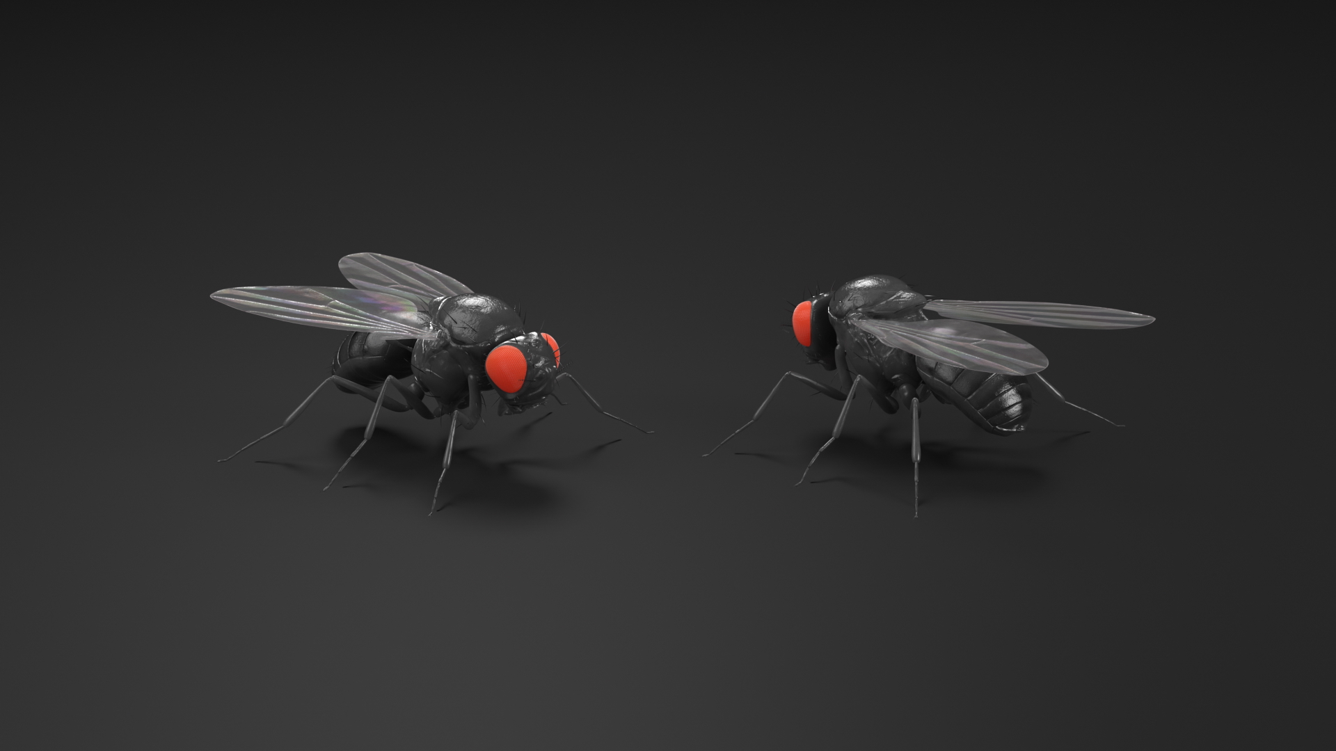 3D model Drosophila Fly Black