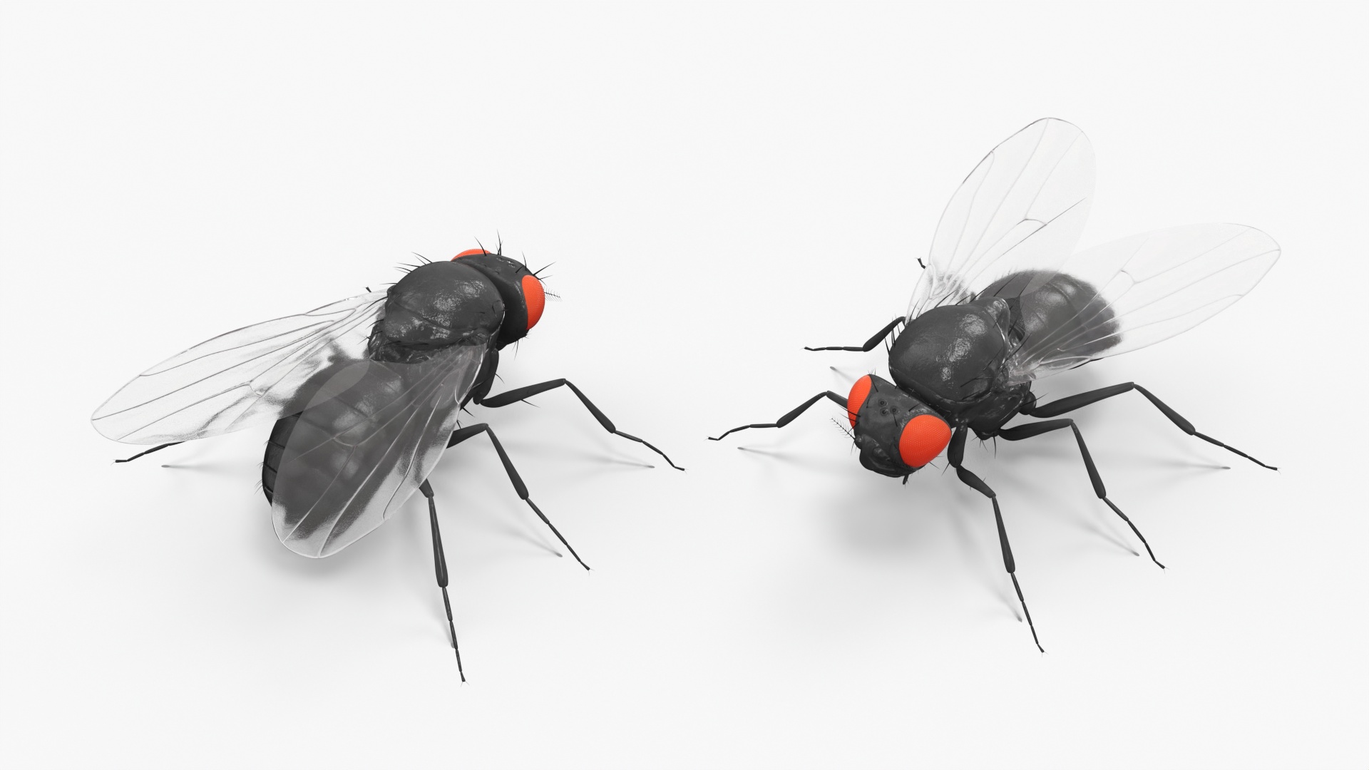 3D model Drosophila Fly Black