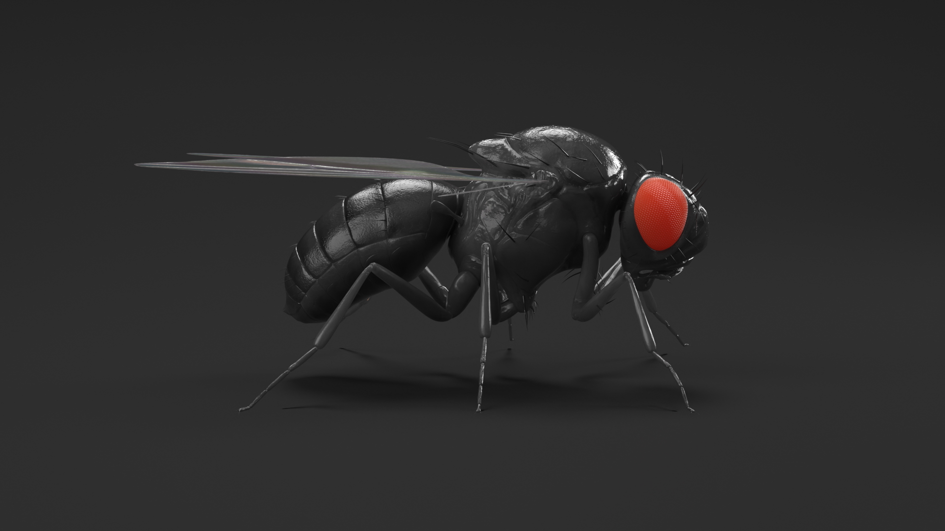 3D model Drosophila Fly Black