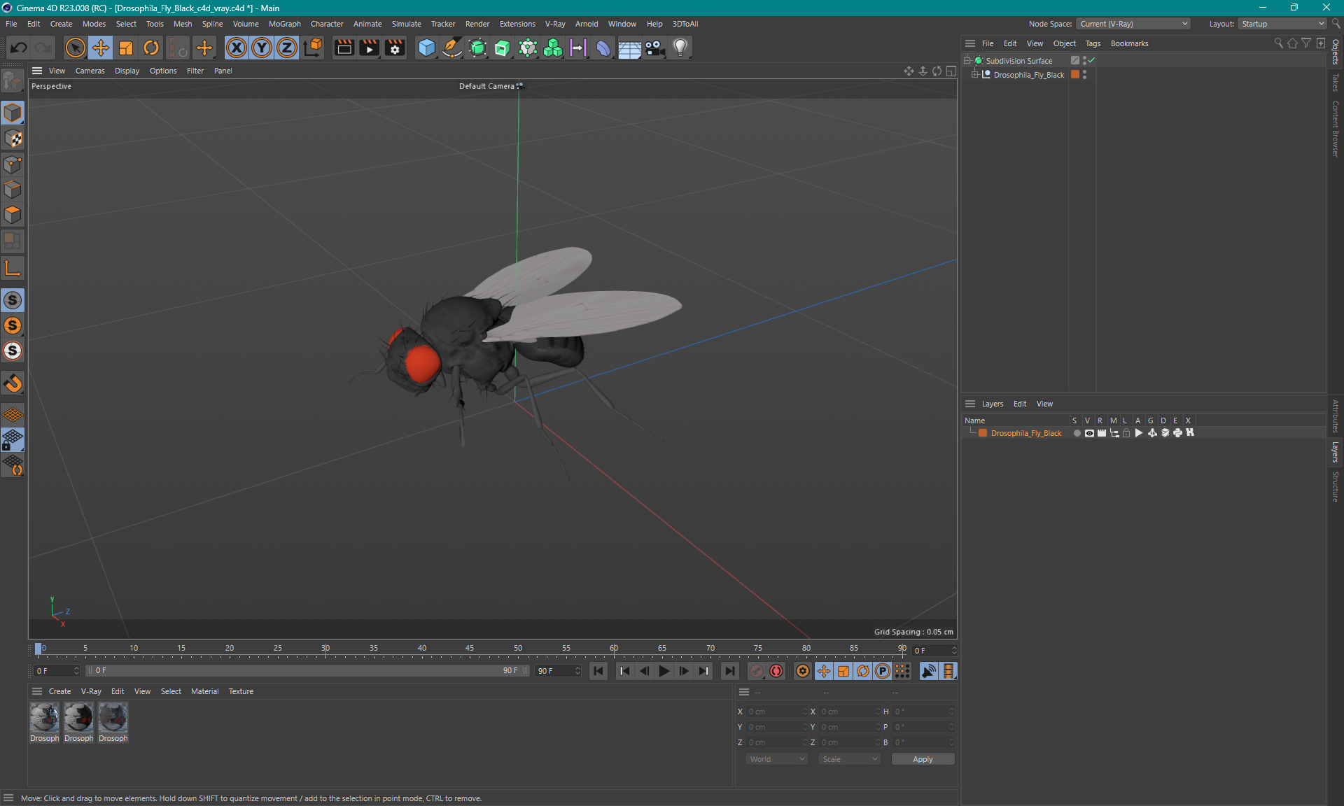 3D model Drosophila Fly Black
