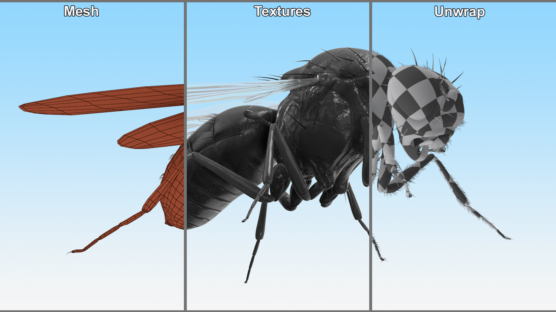 3D model Drosophila Fly Black