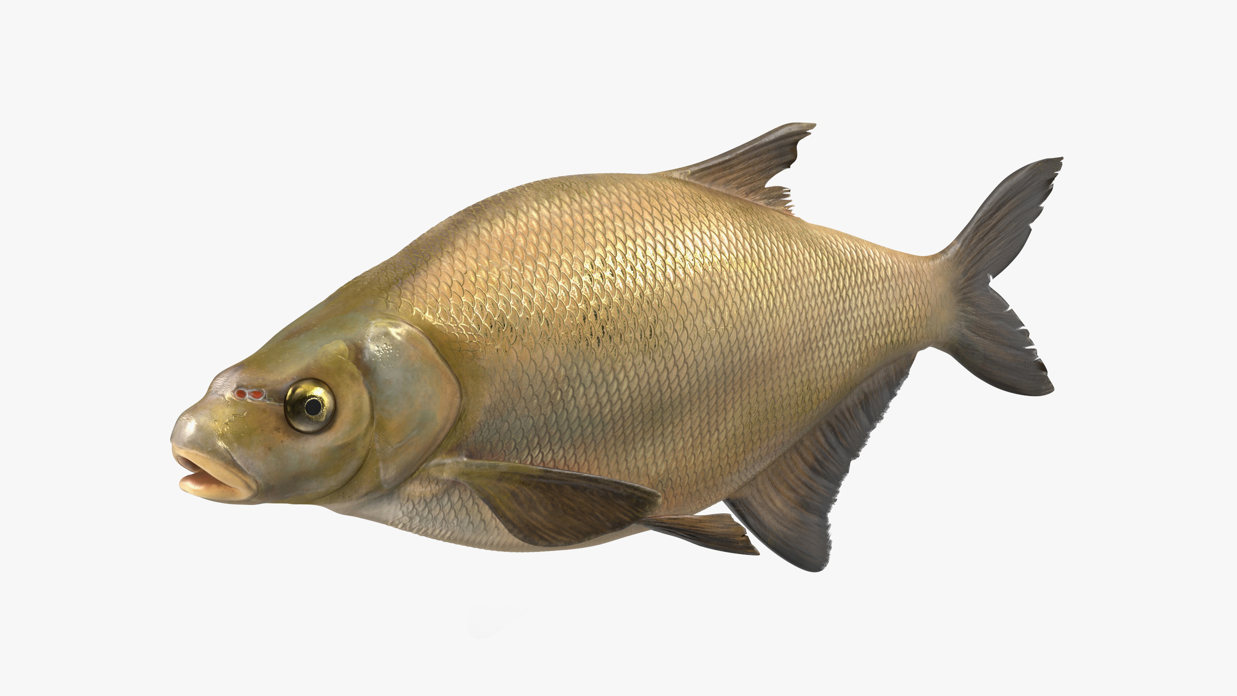 3D Bronze Bream Fish Rigged for Cinema 4D model