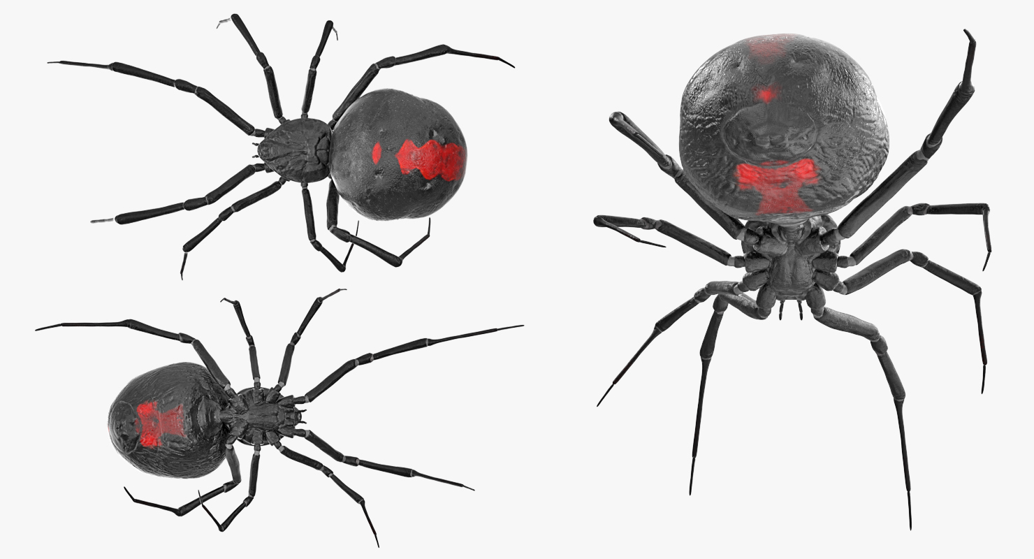 Widow Spider 3D