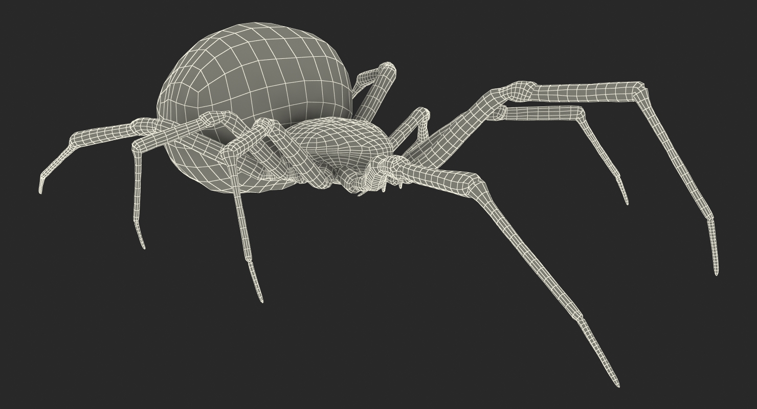 Widow Spider 3D