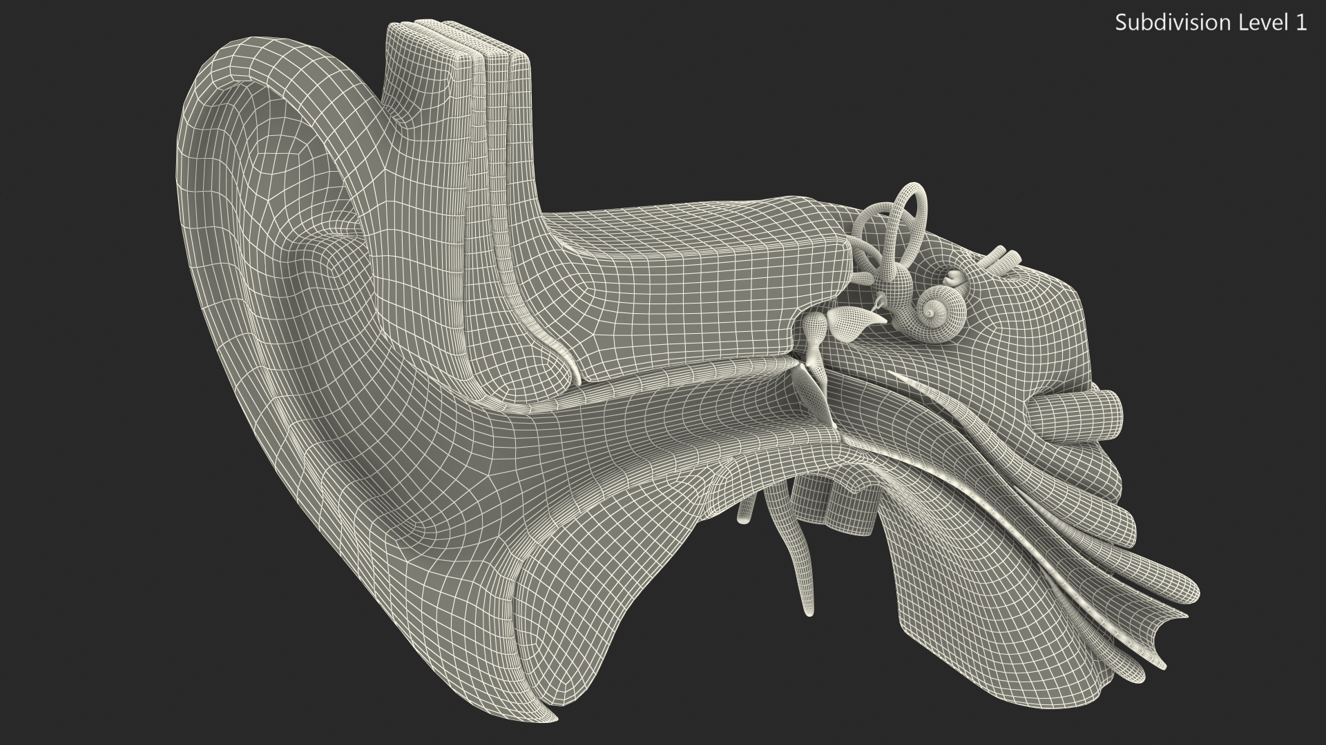 Human Ear Anatomy Structure 3D