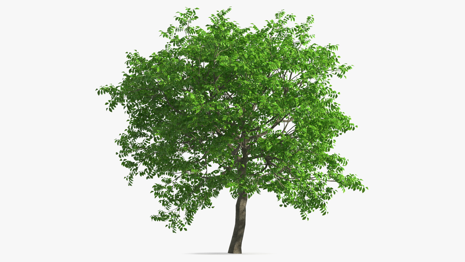 Walnut Tree with Green Nuts 3D