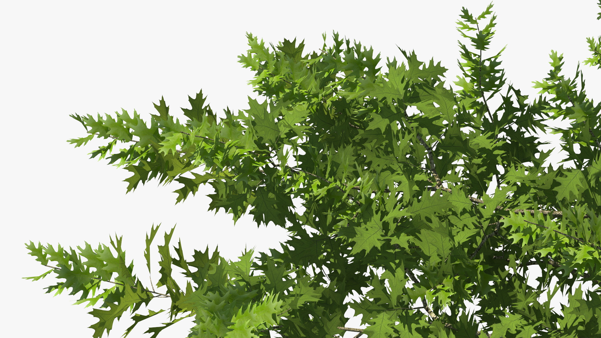 3D model Oak Tree