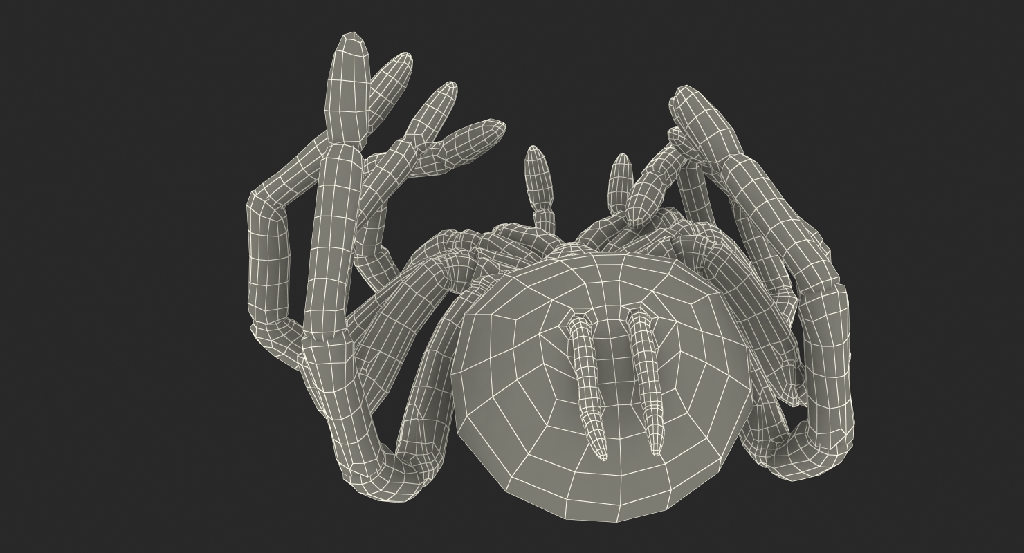 Goliath Birdeater Dead Pose 3D