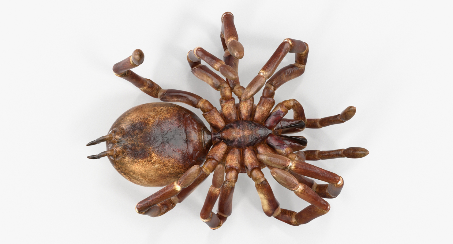 Goliath Birdeater Dead Pose 3D