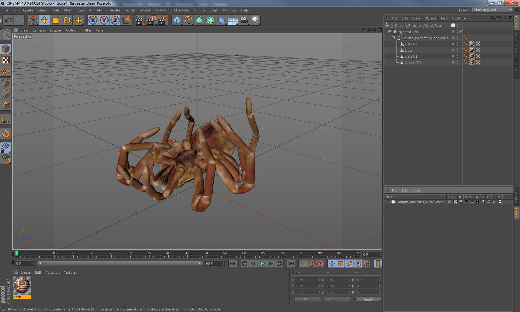 Goliath Birdeater Dead Pose 3D