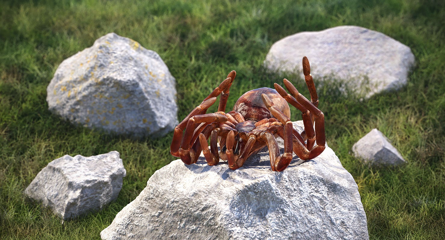 Goliath Birdeater Dead Pose 3D