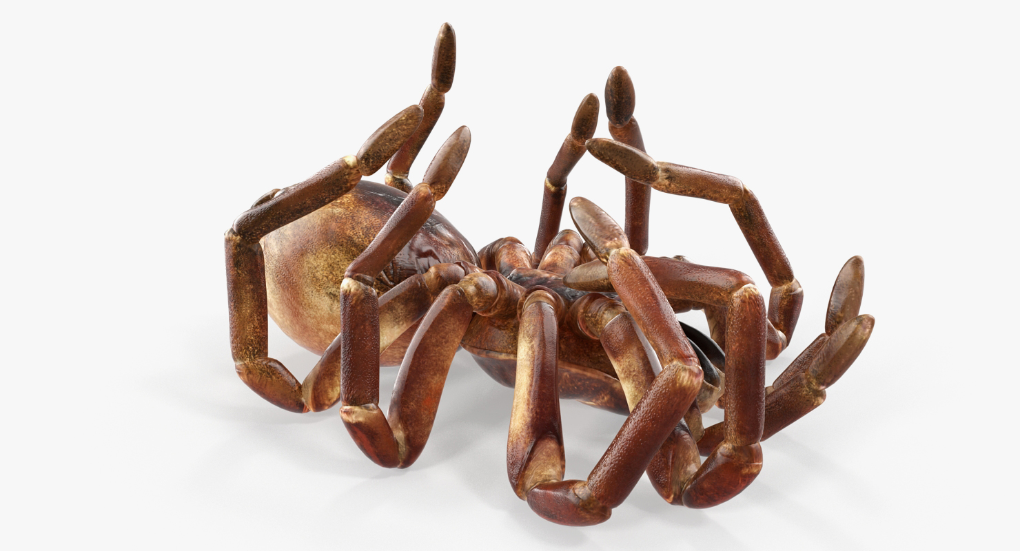 Goliath Birdeater Dead Pose 3D