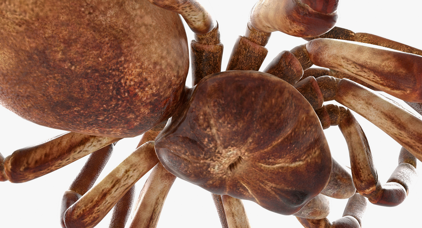 Goliath Birdeater Dead Pose 3D