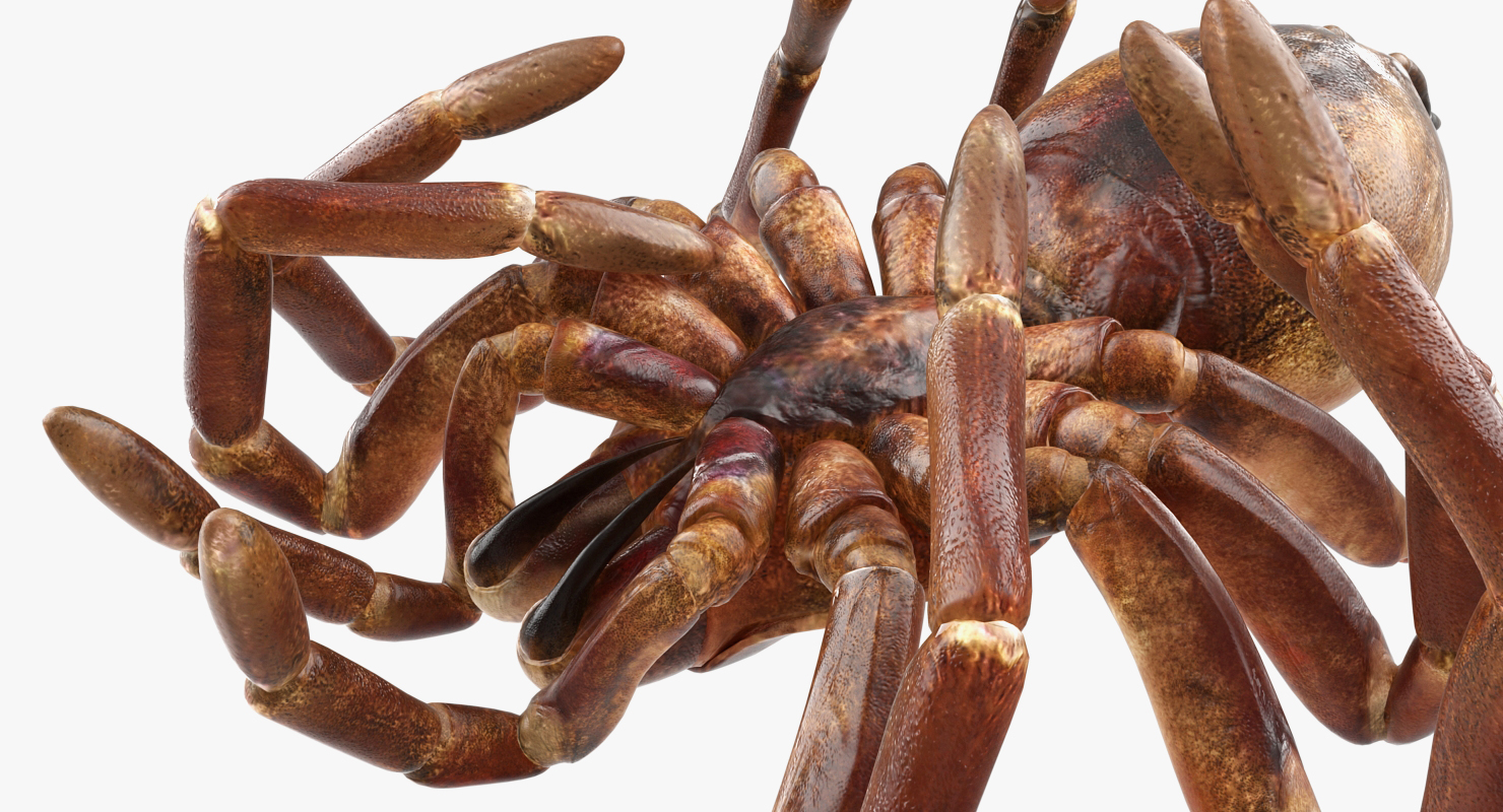 Goliath Birdeater Dead Pose 3D