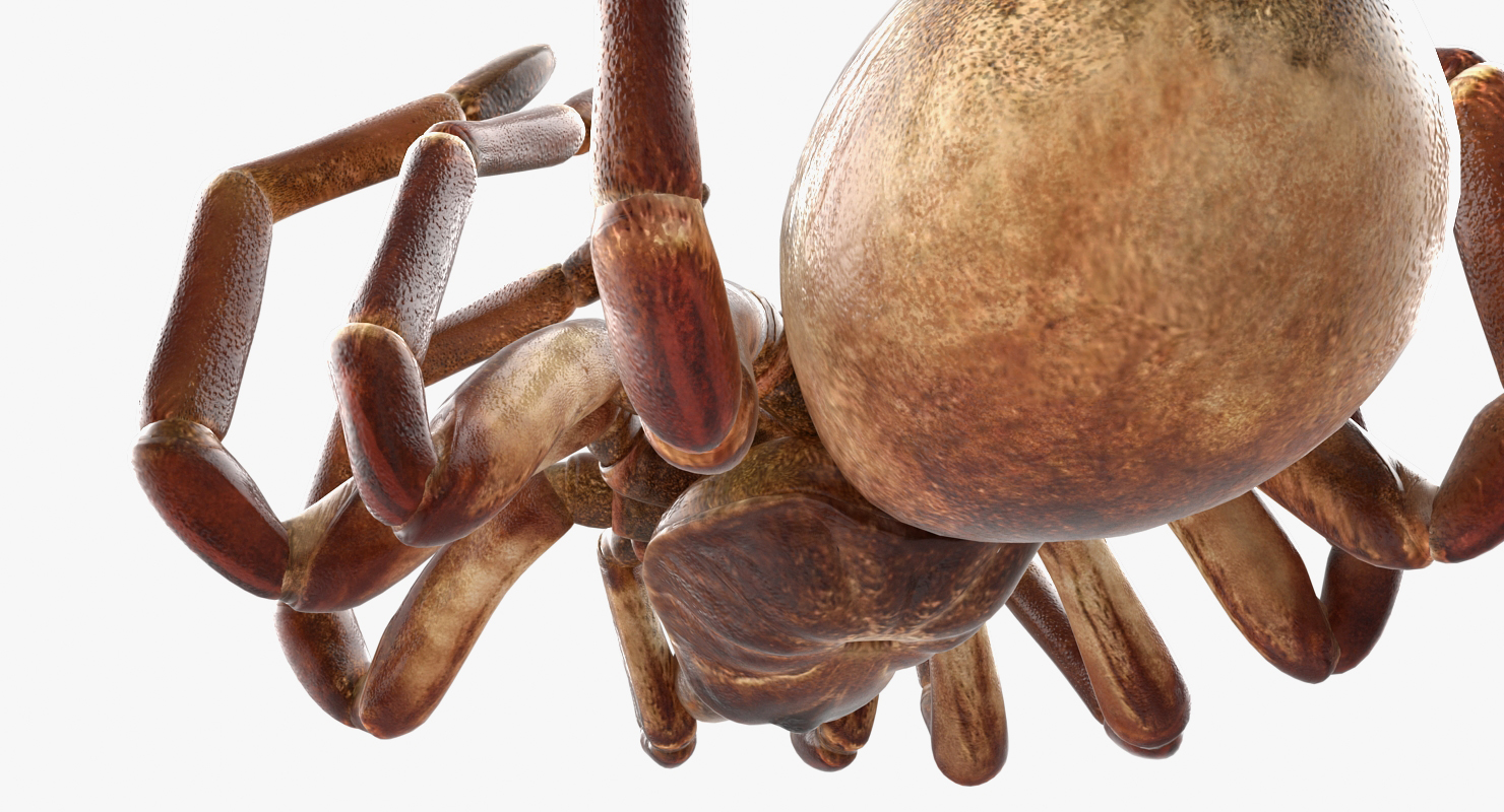 Goliath Birdeater Dead Pose 3D