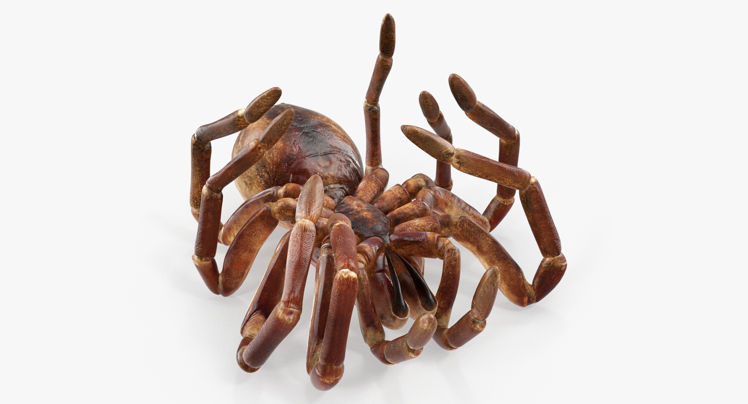 Goliath Birdeater Dead Pose 3D