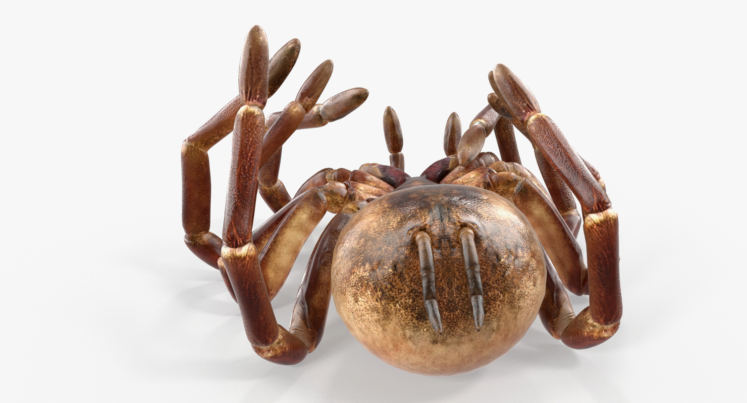 Goliath Birdeater Dead Pose 3D