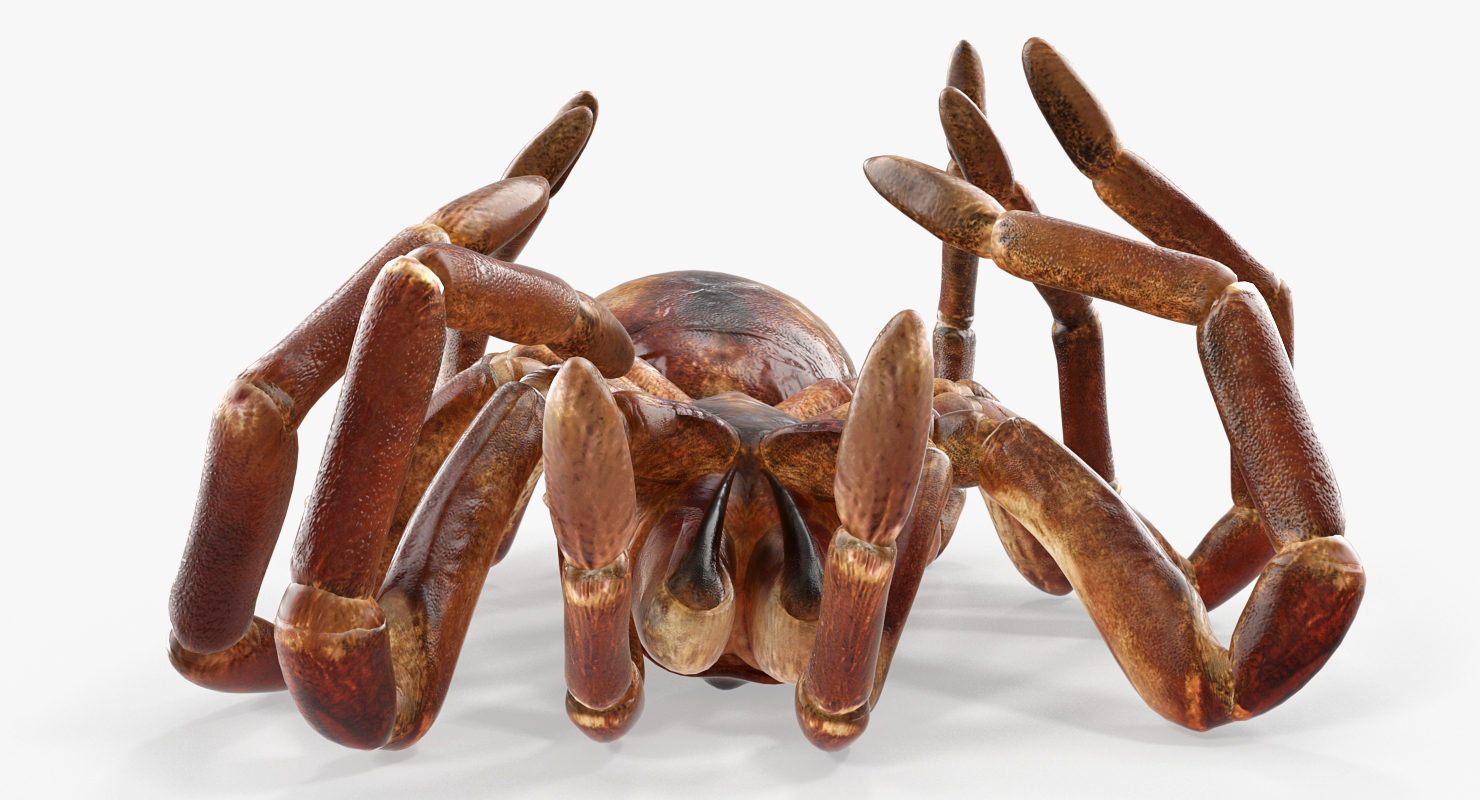 Goliath Birdeater Dead Pose 3D