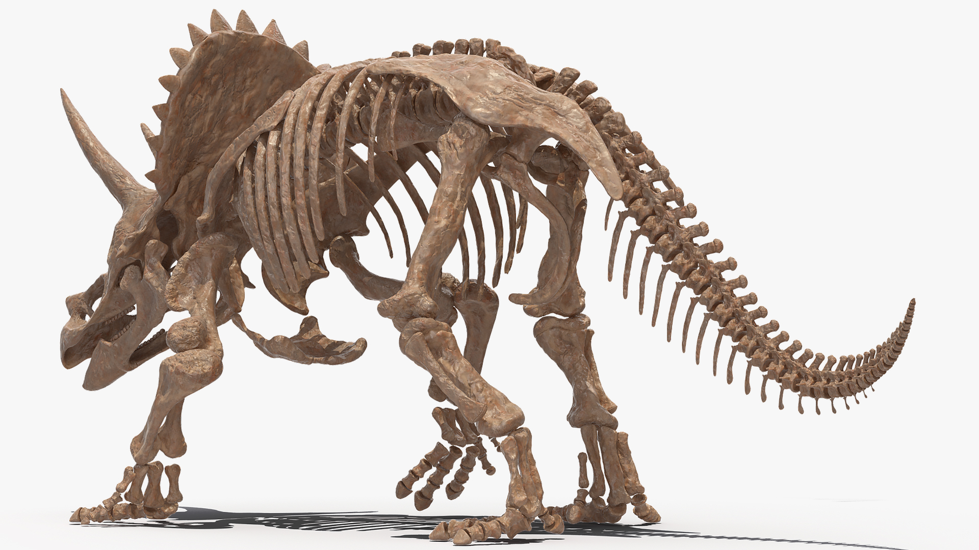 3D Triceratops Fossil Walking Pose