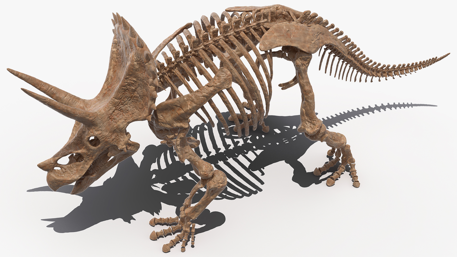 3D Triceratops Fossil Walking Pose