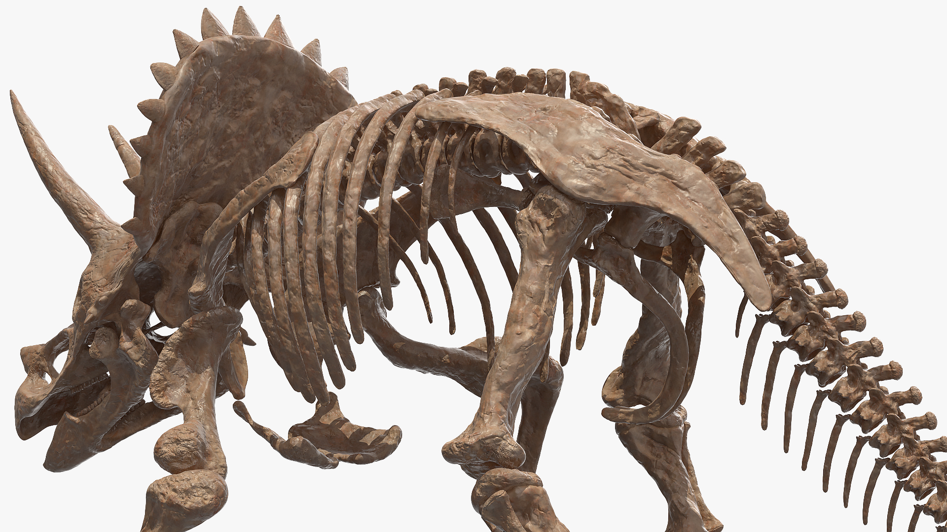 3D Triceratops Fossil Walking Pose