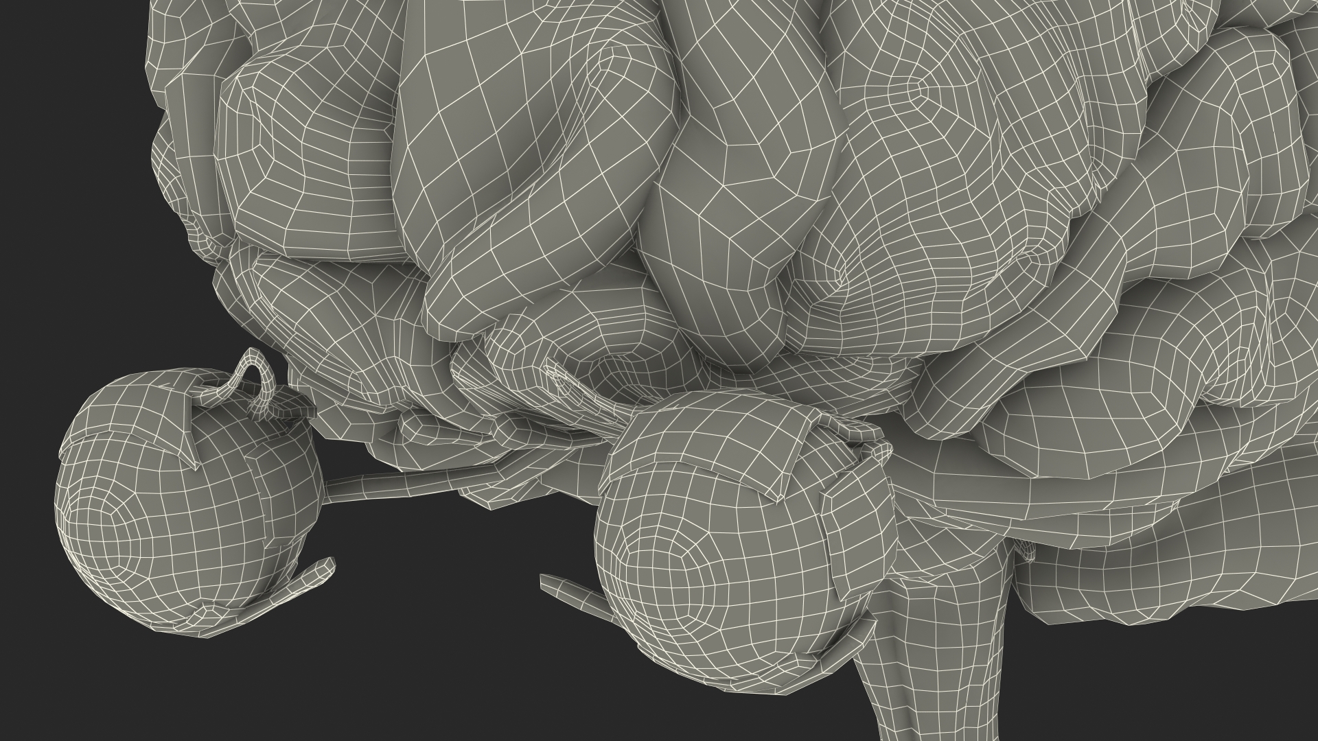 3D model Female Anatomy Brain