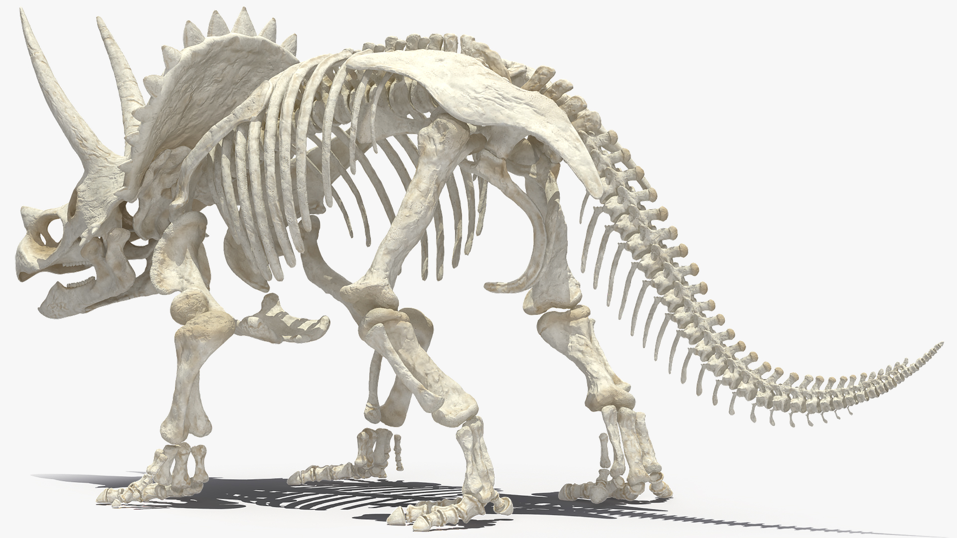 3D Triceratops Horridus Skeleton Rigged