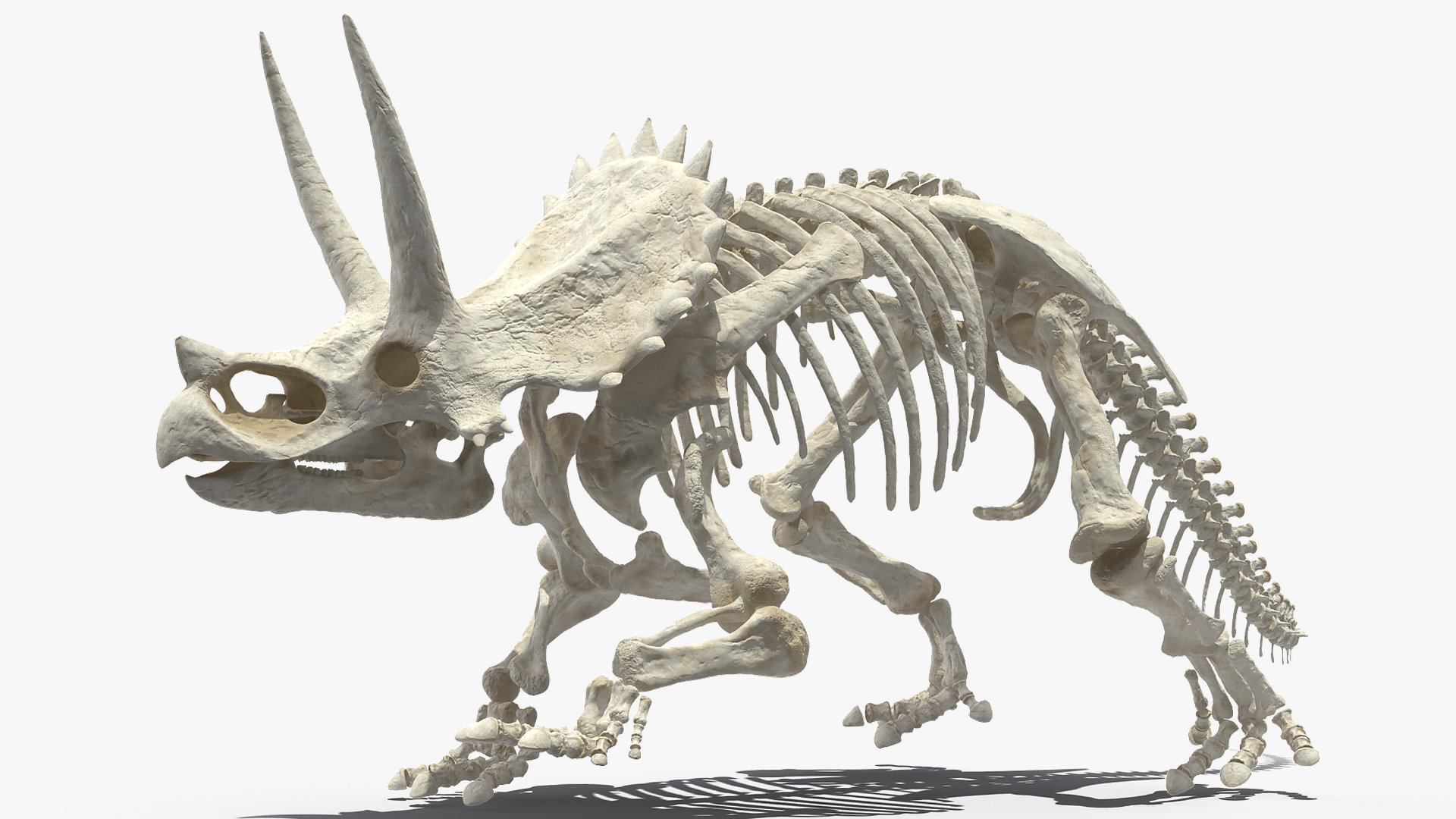 3D Triceratops Horridus Skeleton Rigged