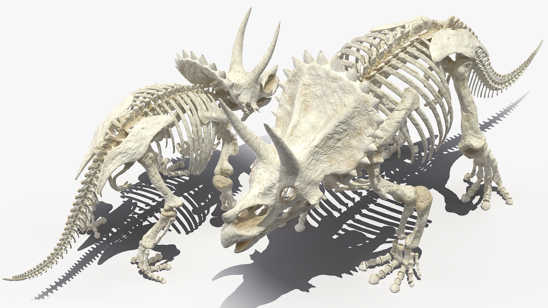 3D Triceratops Horridus Skeleton Rigged