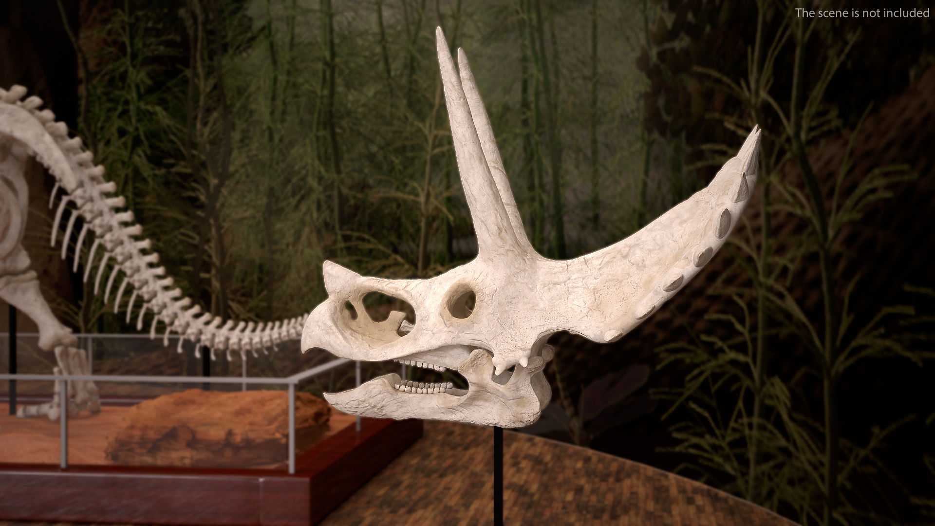 3D Triceratops Horridus Skeleton Rigged