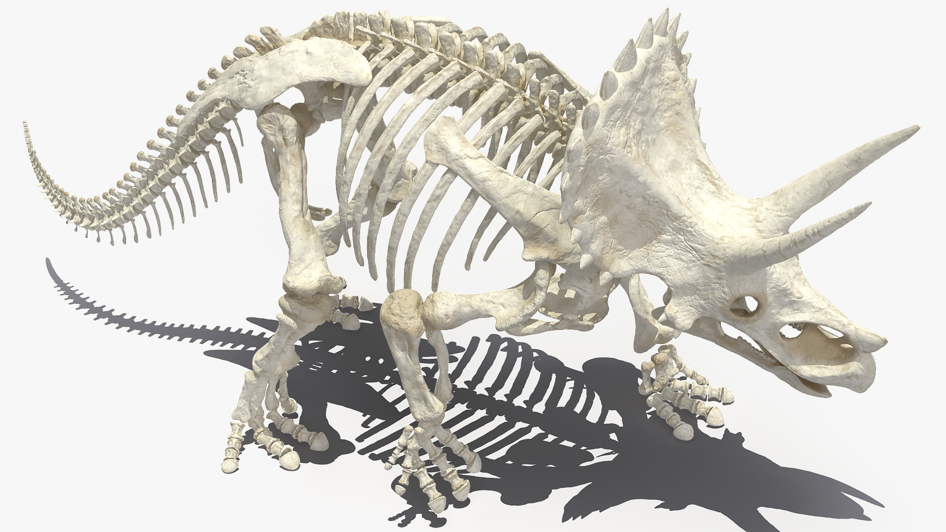 3D Triceratops Horridus Skeleton Rigged