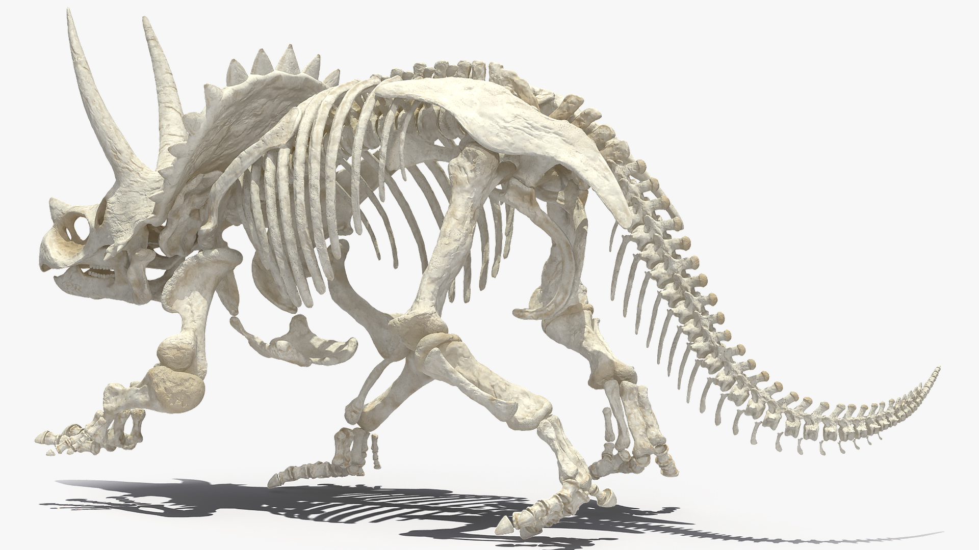 3D Triceratops Horridus Skeleton Rigged