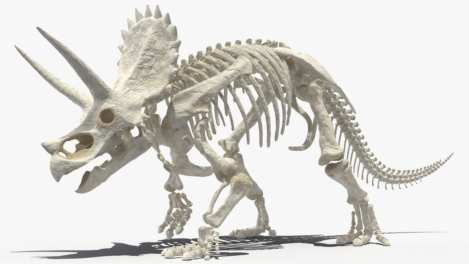 3D Triceratops Horridus Skeleton Rigged