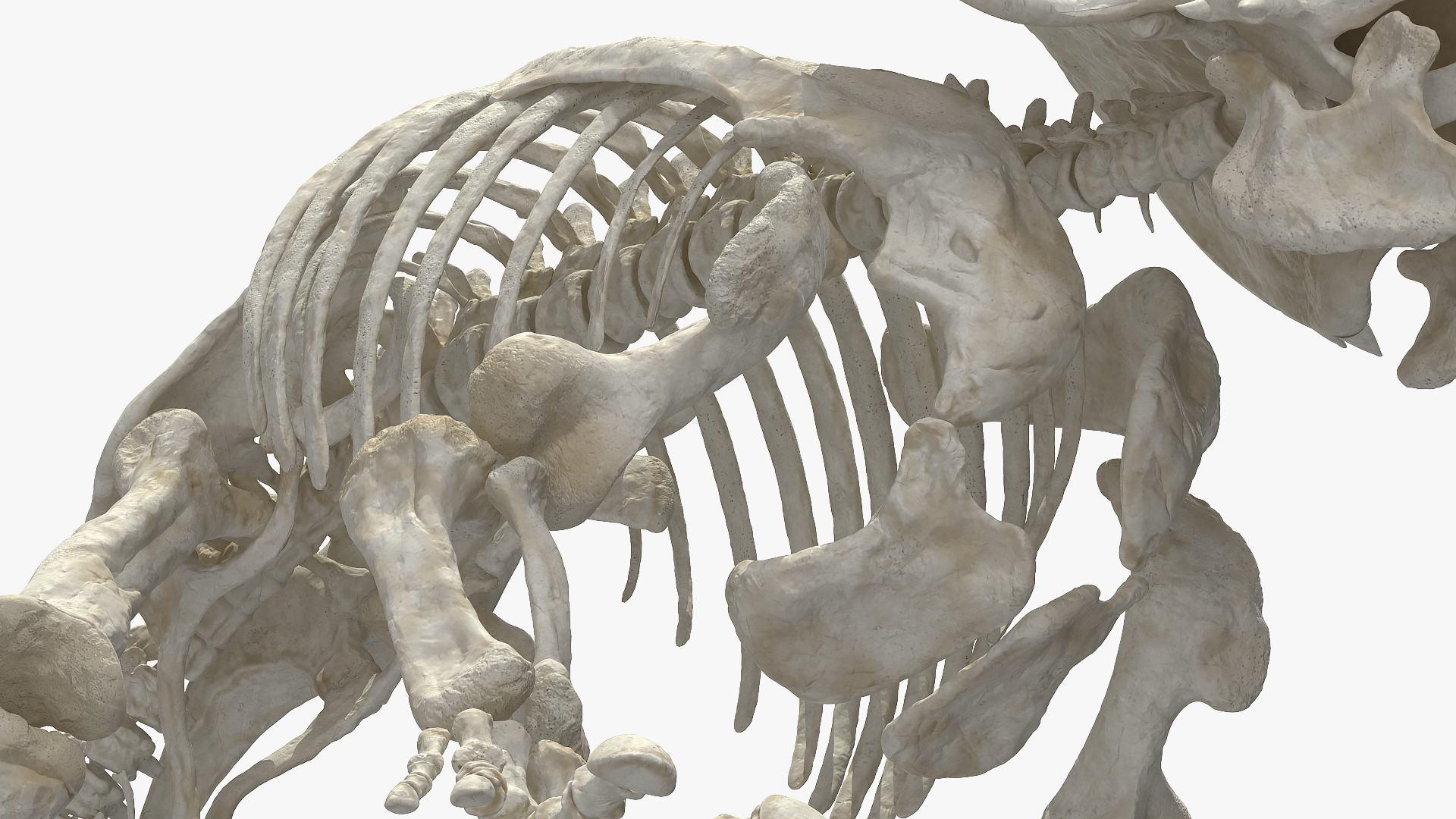 3D Triceratops Horridus Skeleton Rigged