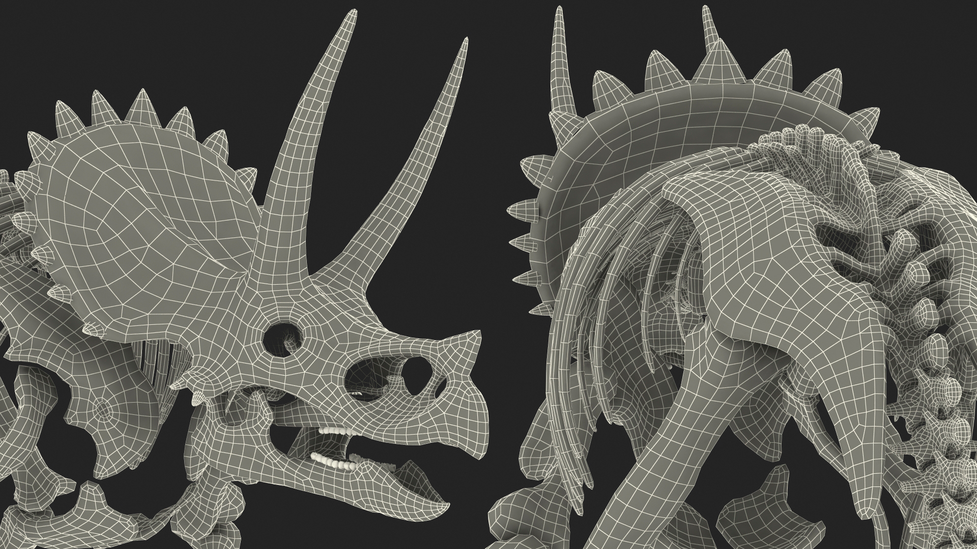 3D Triceratops Horridus Skeleton Rigged