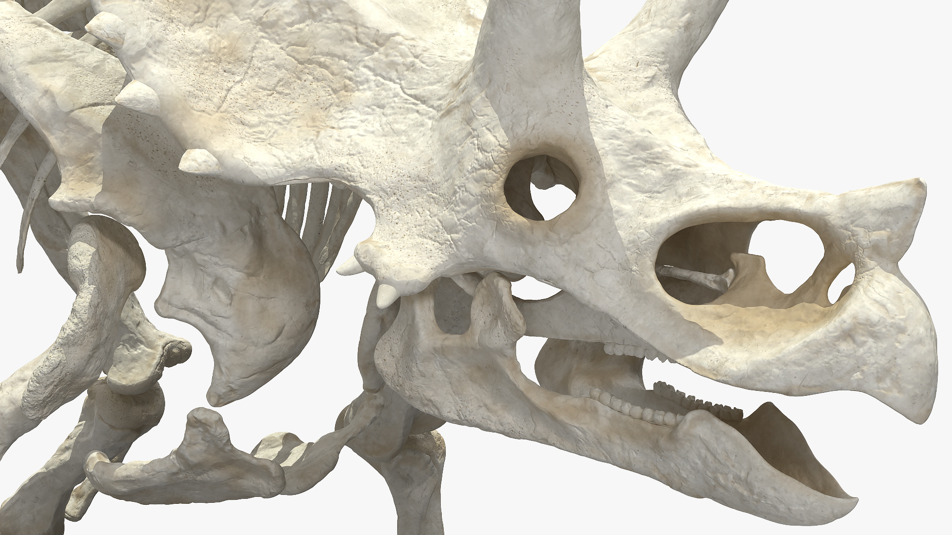 3D Triceratops Horridus Skeleton Rigged