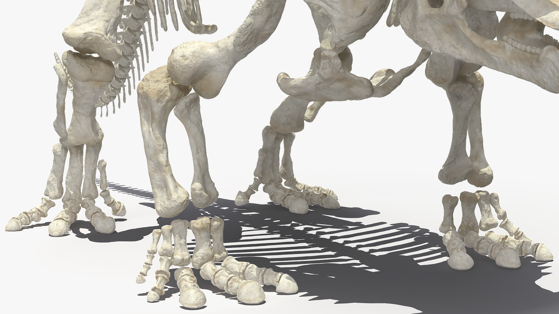 3D Triceratops Horridus Skeleton Rigged