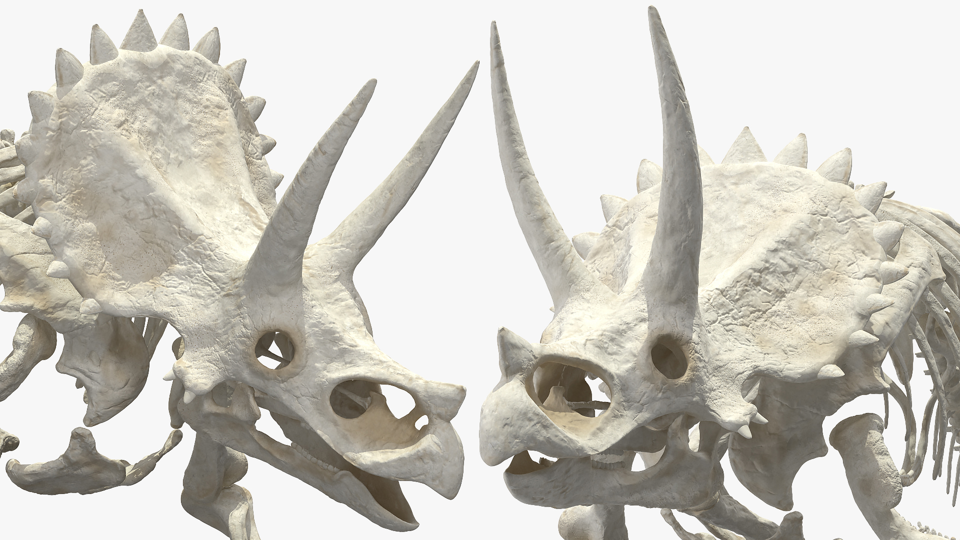 3D Triceratops Horridus Skeleton Rigged