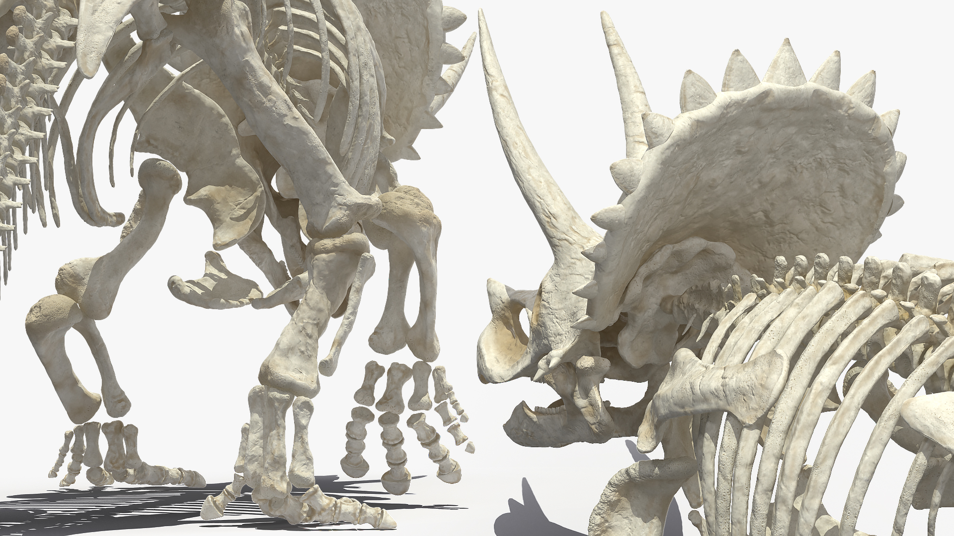 3D Triceratops Horridus Skeleton Rigged