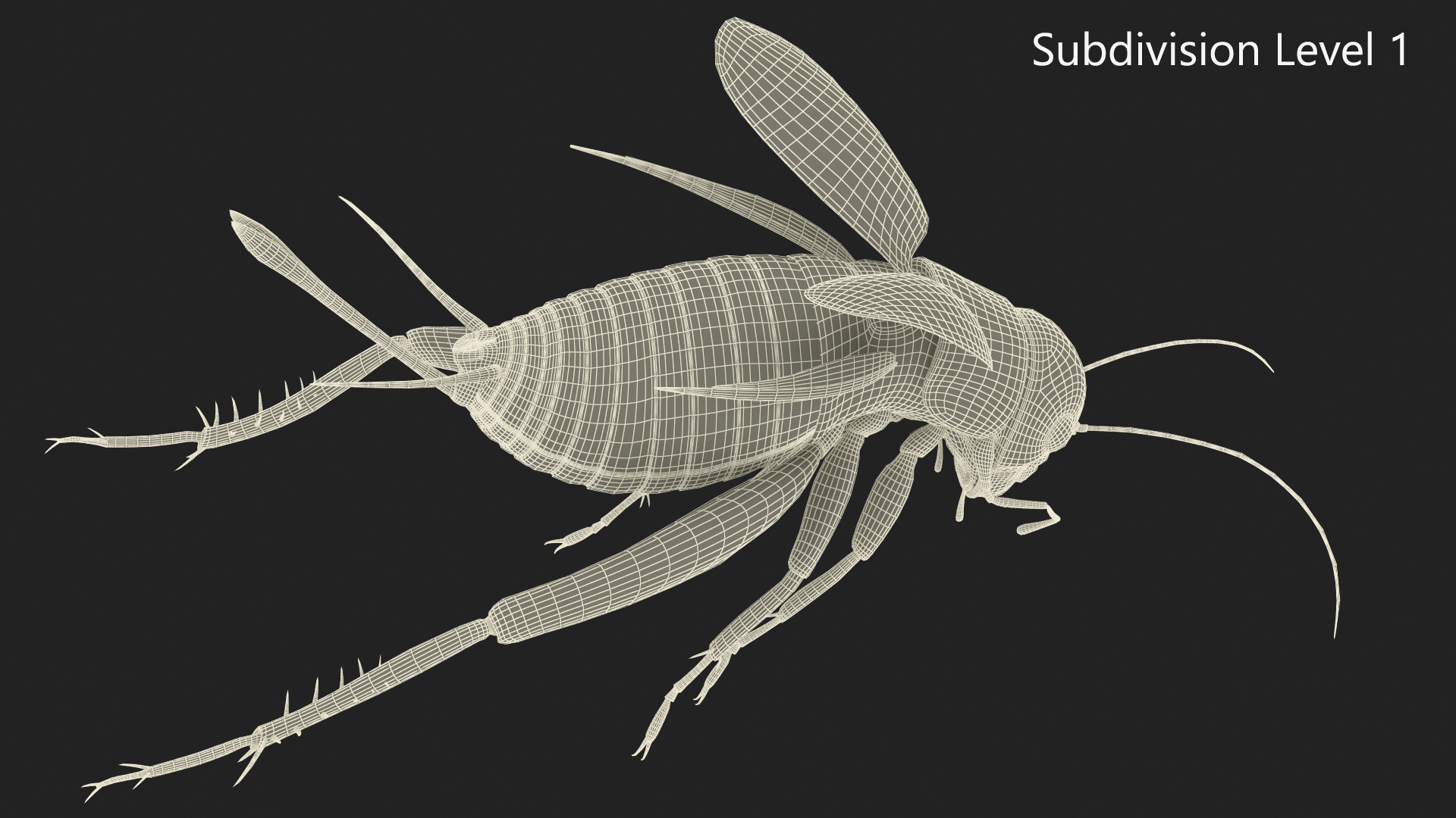 Gryllinae Jumping 3D