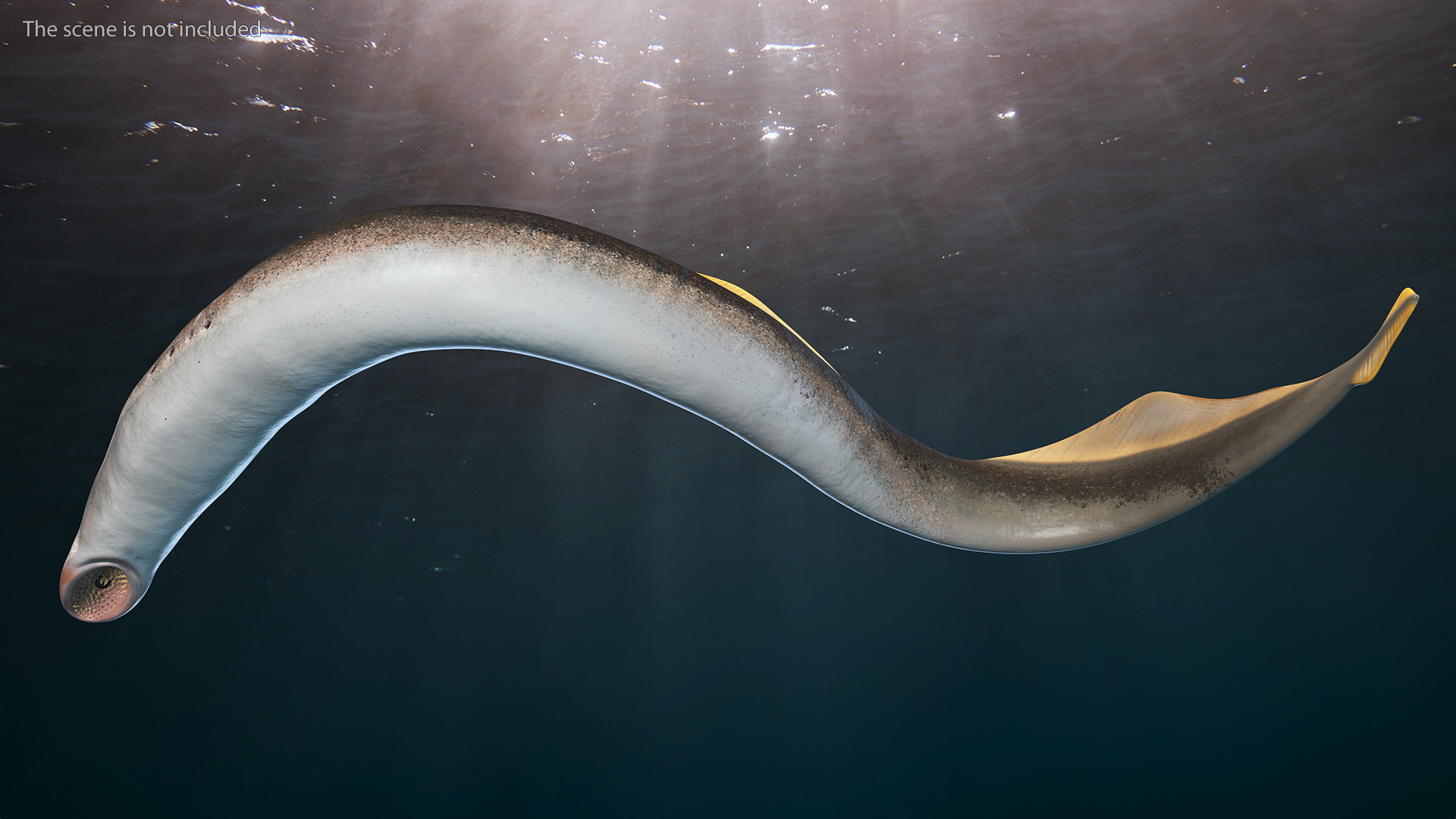 Lamprey Motion pose 3D model