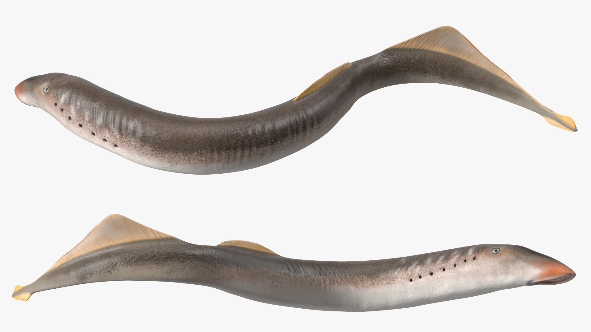 Lamprey Motion pose 3D model