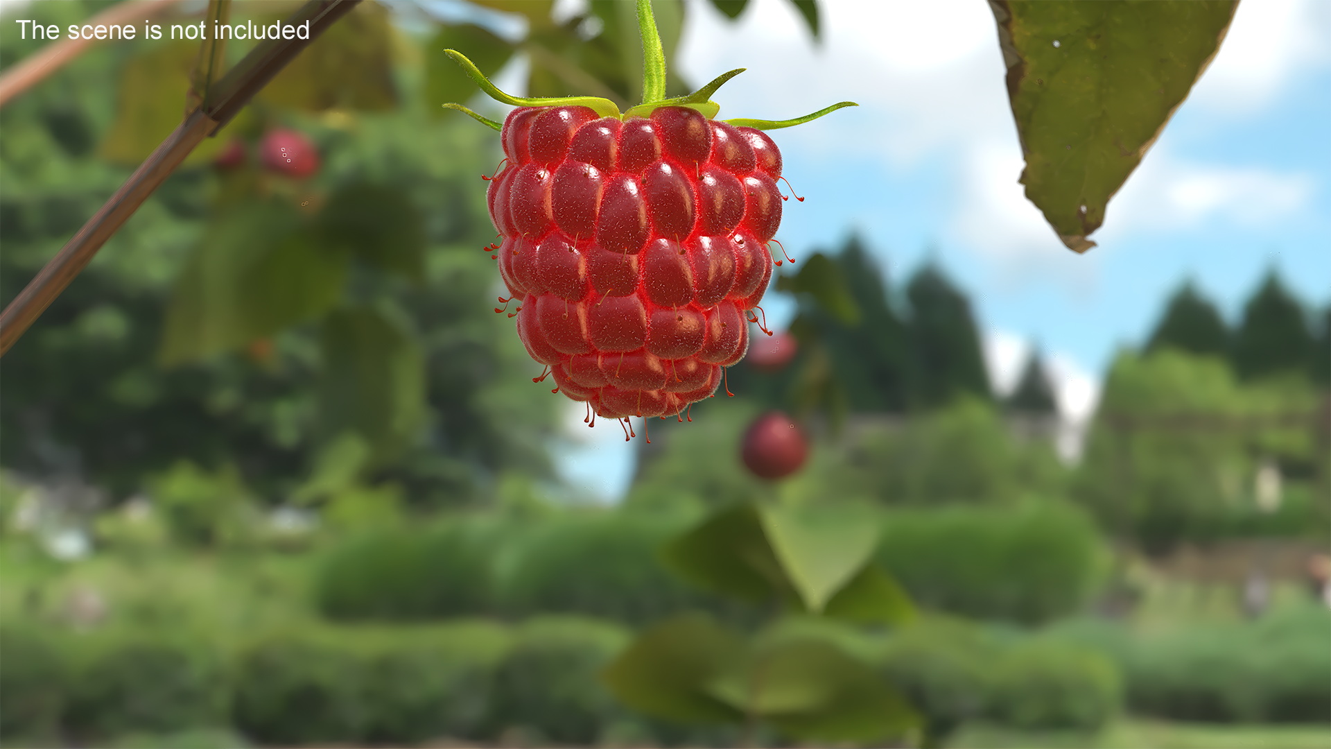 Red Ripe Raspberry with Fur 3D