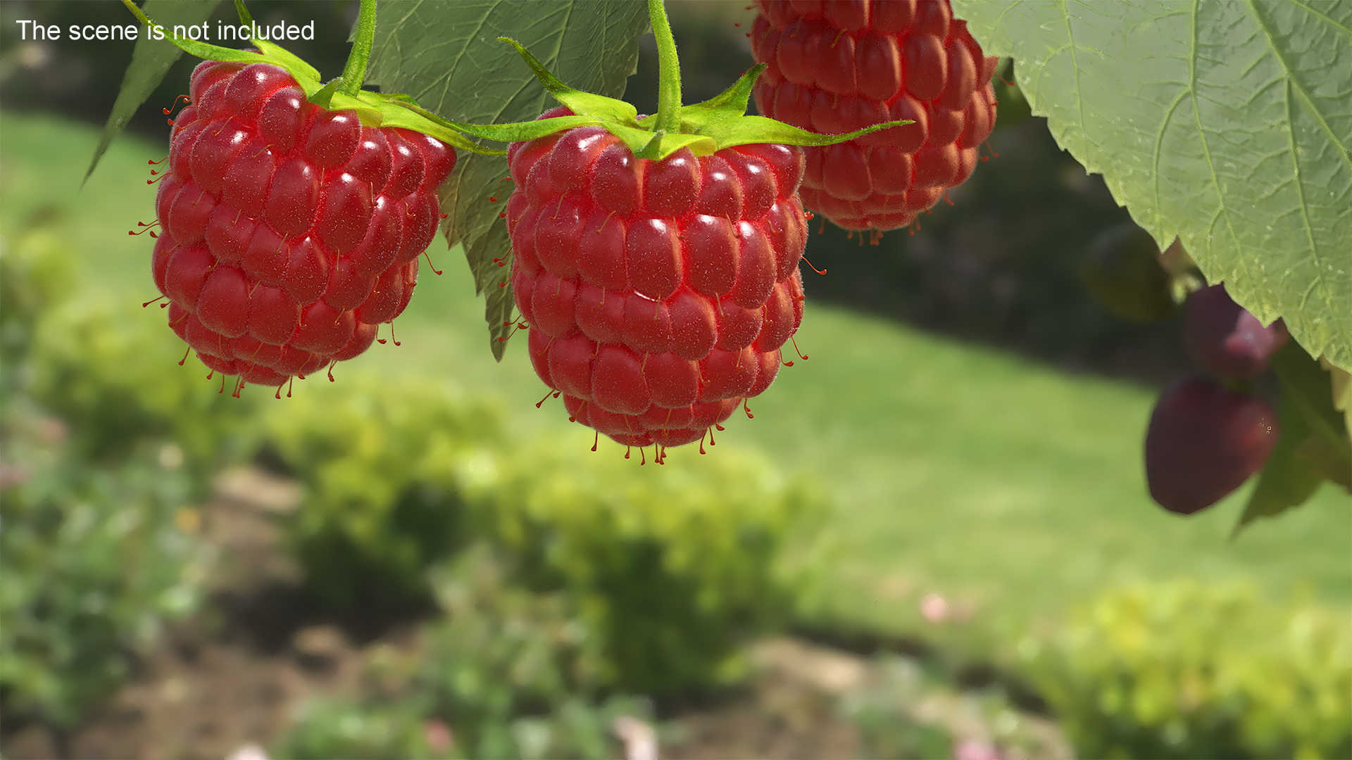 Red Ripe Raspberry with Fur 3D