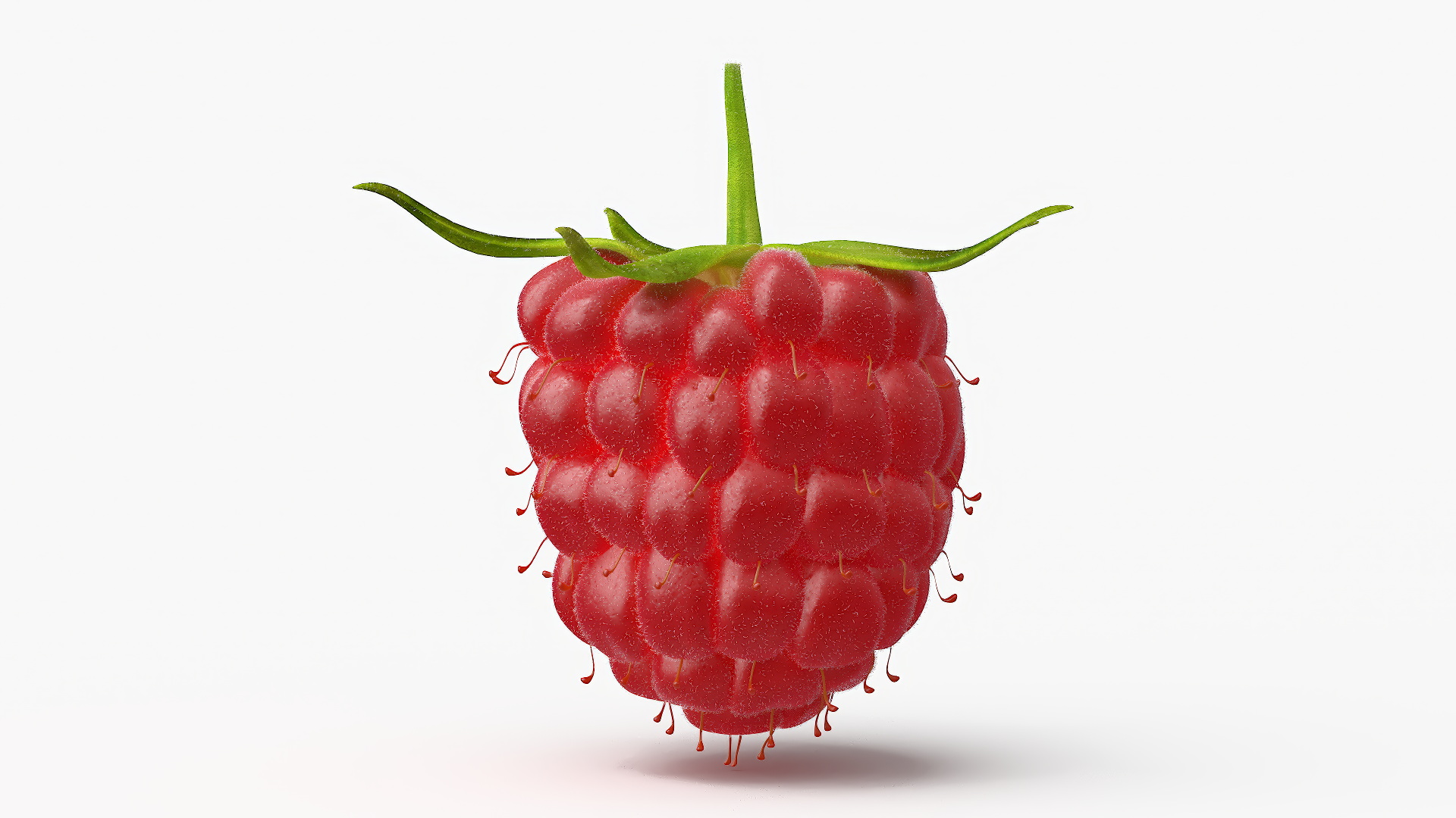 Red Ripe Raspberry with Fur 3D